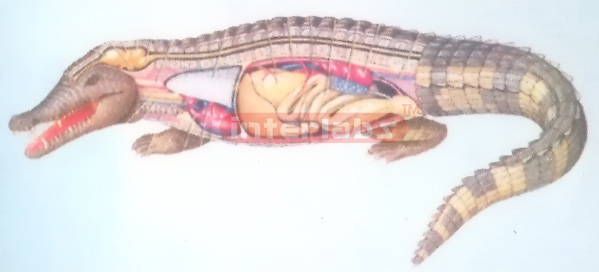 HANGING CROCODILE ANATOMICAL MODEL